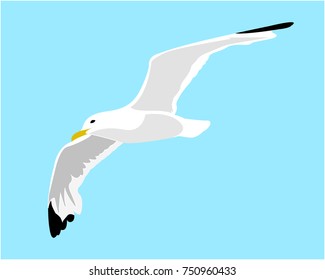 seagull in the sky vector illustration 