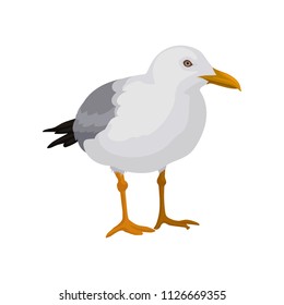 Seagull standing, gray and white sea bird vector Illustration on a white background