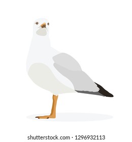 Seagull standing isolated on white. Vector, illustration.
