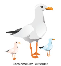 Seagull standing isolated on white. Vector, illustration.