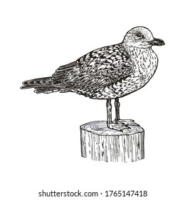 Seagull standing on a wooden pole. Hand drawn monochrome vector illustration. Black outlines hand made with pen and ink. Isolated on white background. Sketch. 