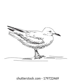 Seagull standing in profile Vector sketch