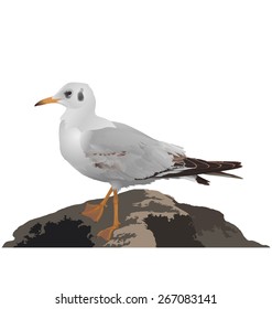 Seagull stands on stone isolated on white background
