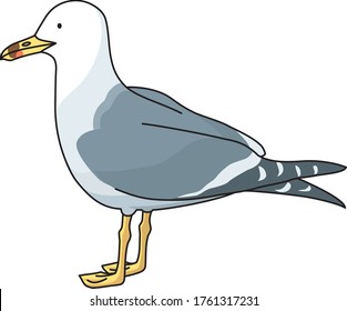 Seagull is a typical seabird