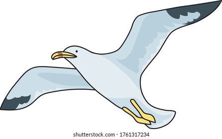 Seagull is a typical seabird
