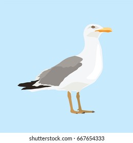 seagull vector