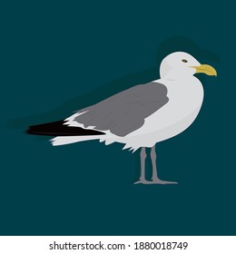 Seagull vector art and graphics