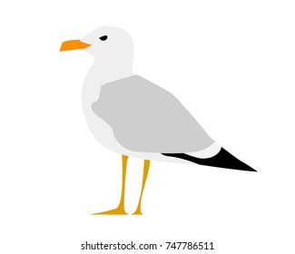 seagull vector illustration