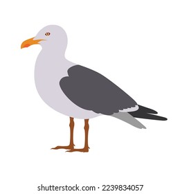 seagull vector illustration Flat design Clipart