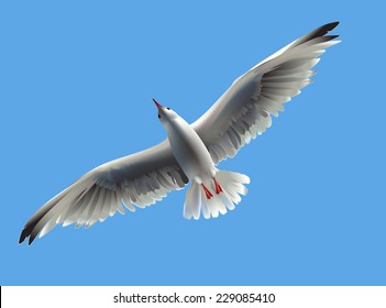 Seagull. vector illustration of flying seagull
