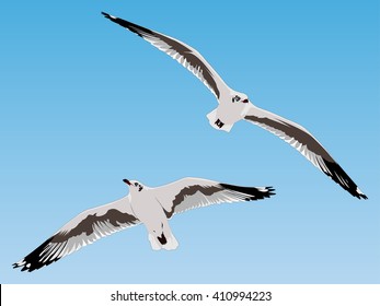 Seagull. vector illustration of flying seagull