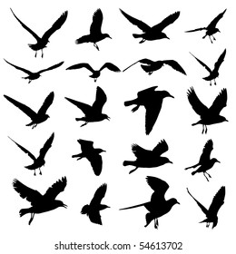 Seagull Vector mix