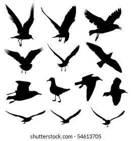 Seagull Vector mix