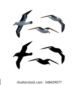 Seagull vector set with birds in different positions