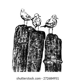 Seagull vector sketch isolated on white background, Hand drawn illustration, vintage engraving style, layout for touristic postcard, poster, calendar template, page idea, design package, advertising