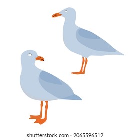 Seagull vector stock illustration. Sea bird. Beak, feathers, wings, tail. A port animal. Flight. Swimming. Isolated on a white background.