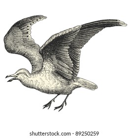 Seagull - Vintage engraved illustration - "Cent récits d'histoire naturelle" by C.Delon published in 1889 France