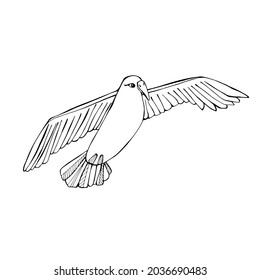 Seagull, White big bird. Sea bird. Coloring book for children and adults. For textiles, design, paper. Hand graphics, isolate on white. 