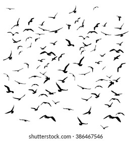 Seagulls black silhouette on isolated white background. Vector