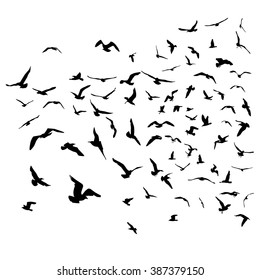 Seagulls black silhouette on isolated white background. Vector