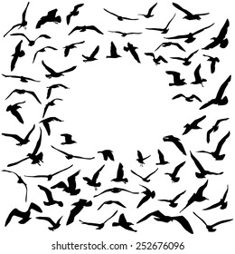 Seagulls black silhouette on white background. Card design. Vector