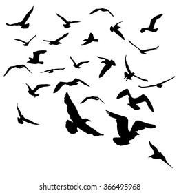 Seagulls black silhouette on white background. Vector