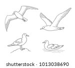 Seagulls in contours - flying, sitting and swimming. Vector illustration. EPS8