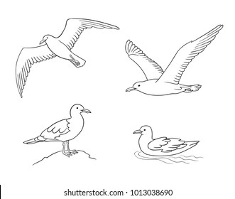 Seagulls in contours - flying, sitting and swimming. Vector illustration. EPS8