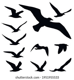 gaviotas en vuelo aisladas. Migración de aves. siluetas de pájaros puestas.  Ilustración de material vectorial