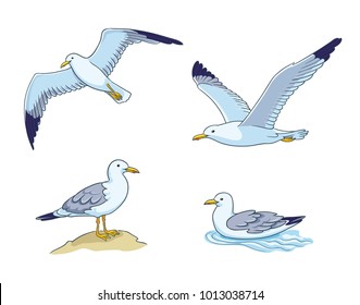 Seagulls - flying, sitting and swimming. Vector illustration. EPS8
