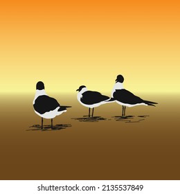 gaviotas en la playa en la imagen vectorial del atardecer
