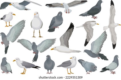 Seagulls and Pigeon Flying Bird Species with Grey Plumage and Beak Big Vector Set