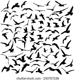 Seagulls set black silhouette on white background. Vector