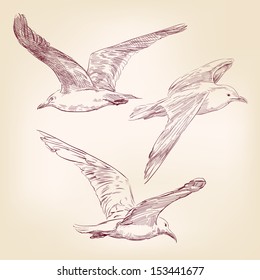 seagulls set  hand drawn vector llustration realistic sketch