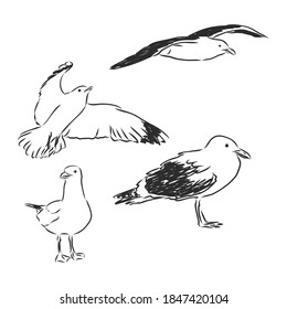 seagulls set hand drawn vector llustration realistic sketch, gulls birds, vector sketch illustration