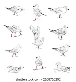 Gaviotas puestas. Ilustración de esbozo de vector