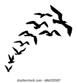 Seagulls - Silhouette of Flying Birds