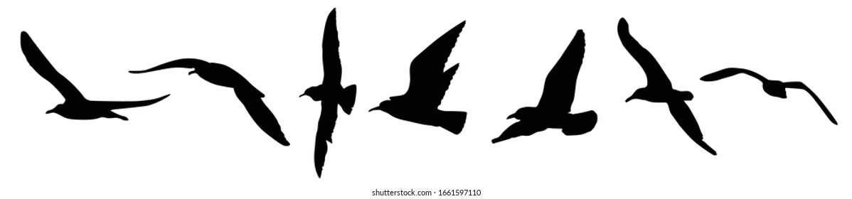 A seagulls silhouette on white background, vector illustration