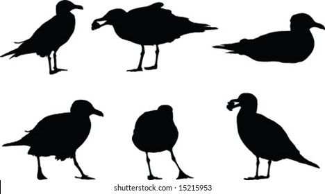 Seagulls silhouettes