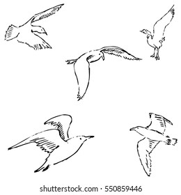 Seagulls sketch. Pencil drawing by hand. Vector