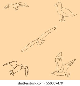 Seagulls sketch. Pencil drawing by hand. Figure in vintage style. Vector