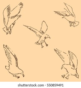 Seagulls sketch. Pencil drawing by hand. Figure in vintage style. Vector