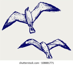Seagulls. Sketchy