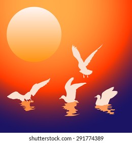 Seagulls at sunset