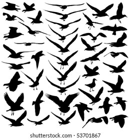 Seagulls Vector