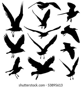 Seagulls Vector
