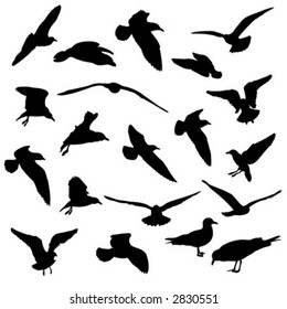 Seagulls vector silhouettes