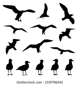 seagulls vector silhouettes on a white isolated background