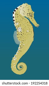Seahorse