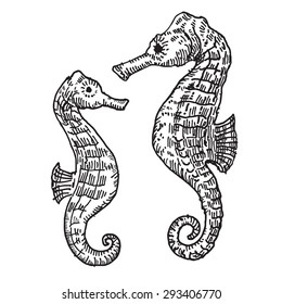 seahorse
